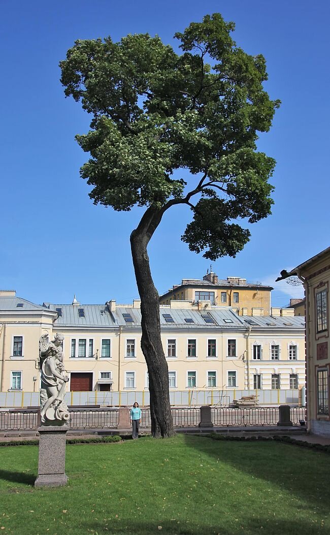 Петербург фото дерева Петербургские "царь-деревья" Александр Снитовский Дзен