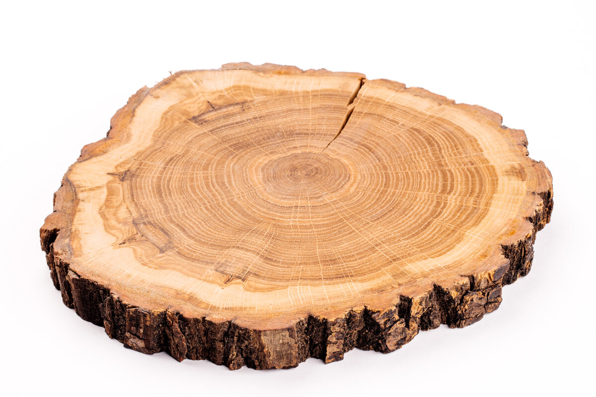 Древесина сосны: характеристики и особенности PINUS SYLVESTRIS