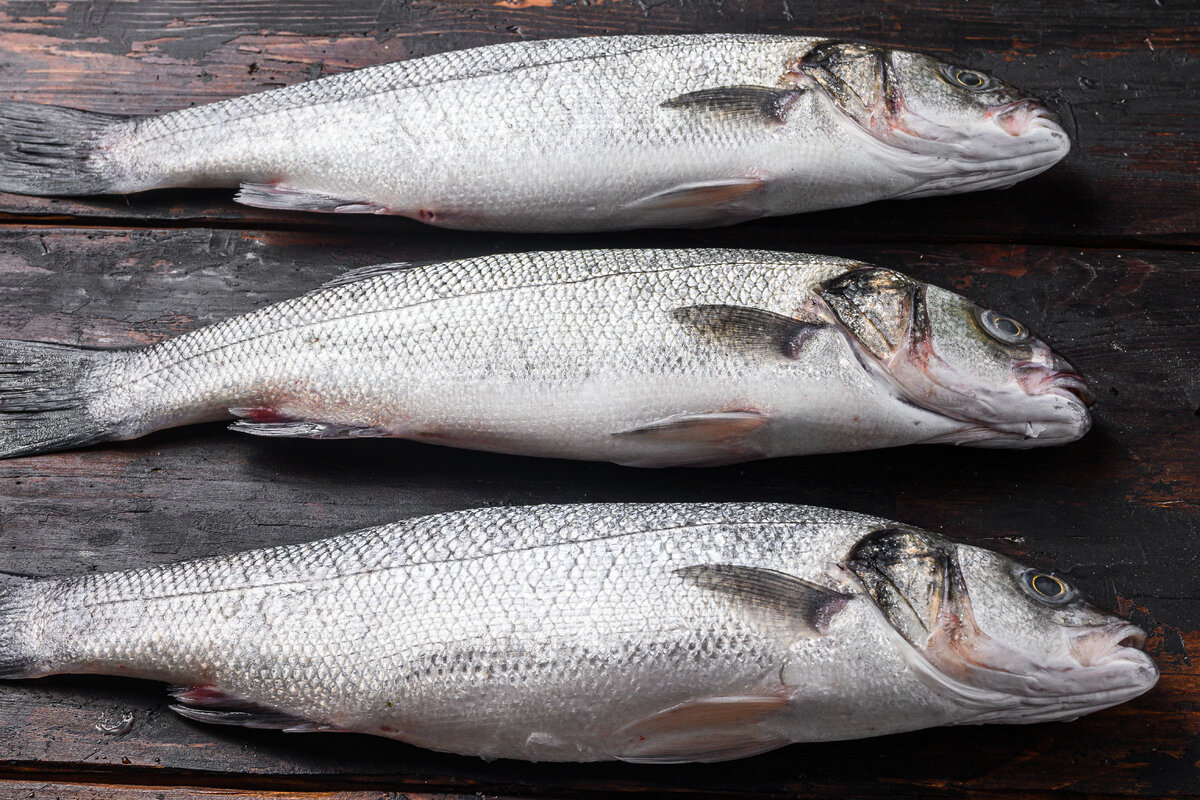 Морской окунь.