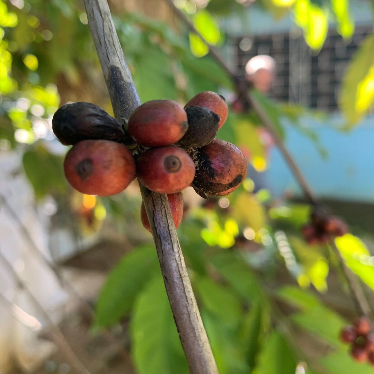 Зёрна кофе на кофейном дереве (Куба, 2020 г.)