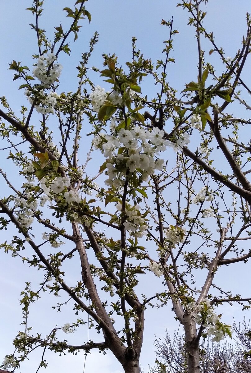 Цветет черешня за окном, а дальше груша пирамидальная