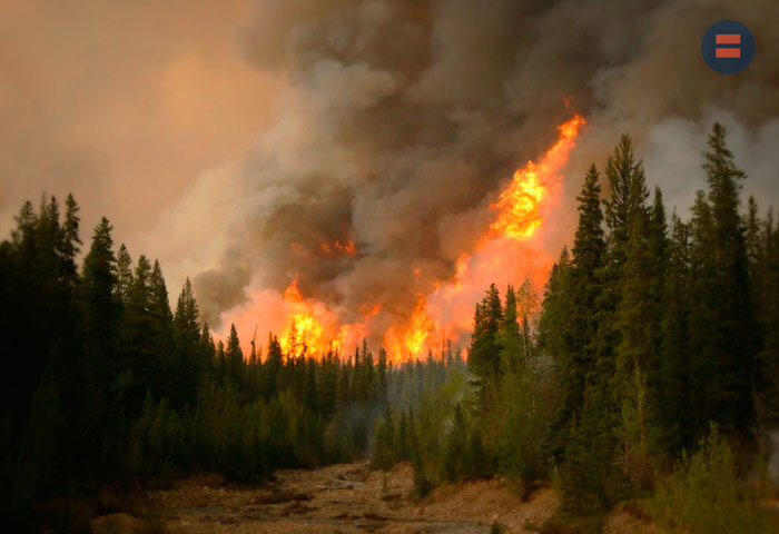 Уже сегодня под угрозой уничтожения находятся 130 кв. км леса