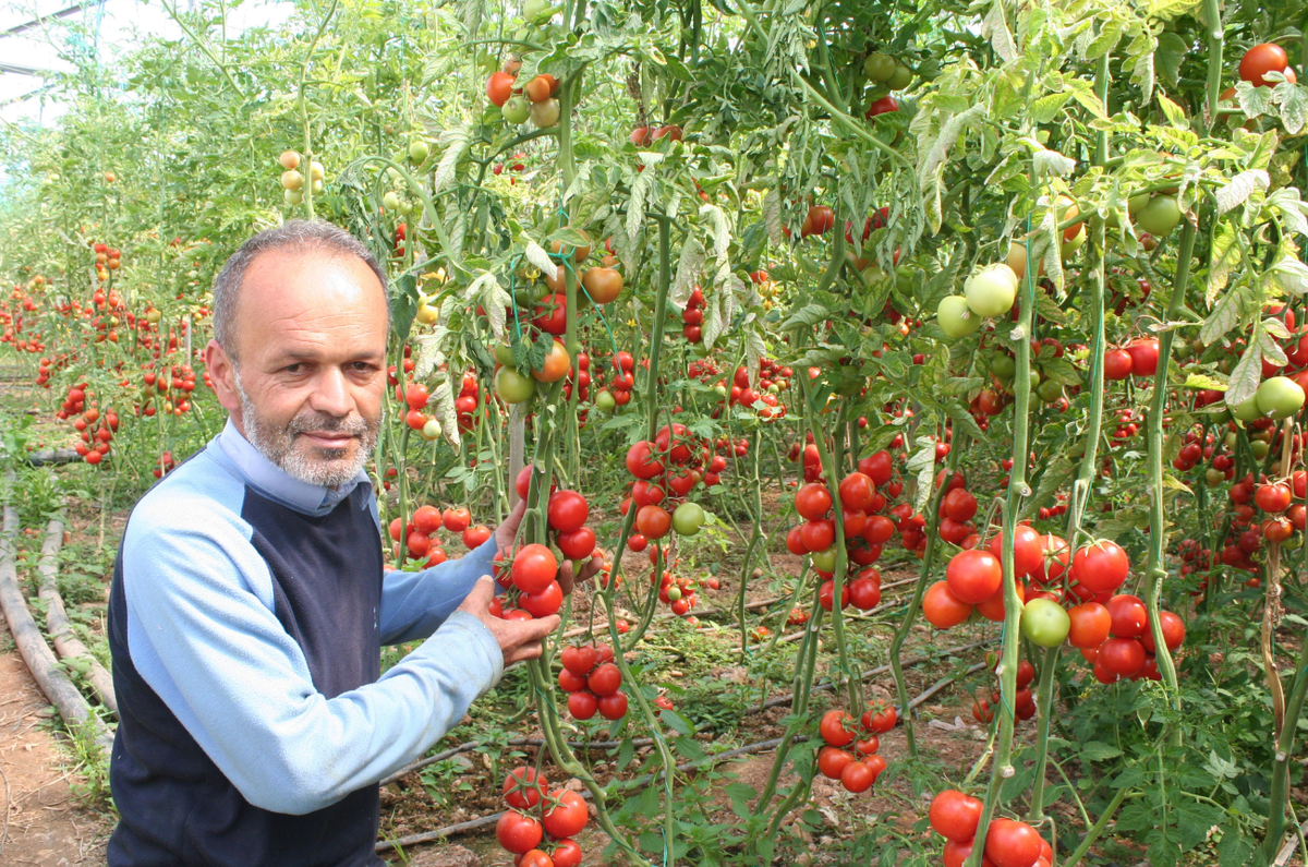 Мой муж и помидоры