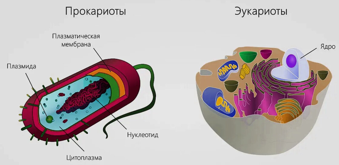 Сравнение двух организмов