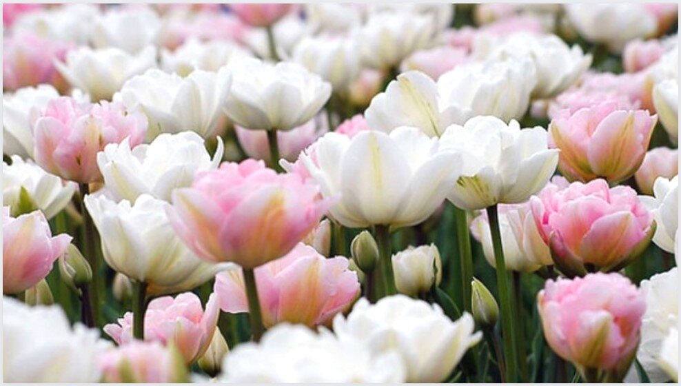 Тюльпан «АНЖЕЛИКА» (ANGELIQUE) и тюльпан «Маунт Такома» (Mount Tacoma).