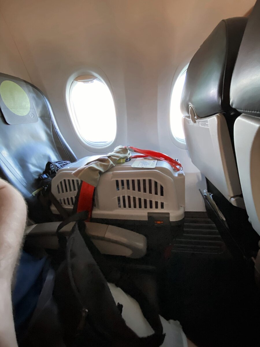 На фото максимально допустимый размер переноски (среди тех, что нам удалось найти в магазинах). Пластиковый контейнер закрепляется в кресле специальными ремнями. 