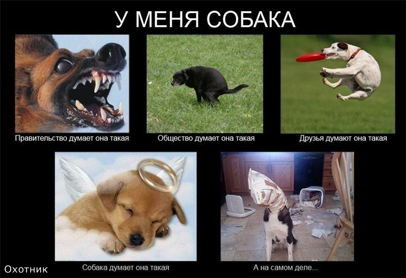 Новый мемы про собак и про людей