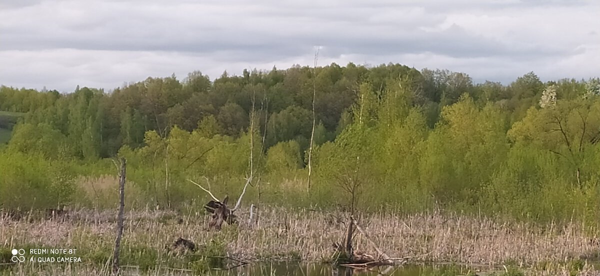 Вид на место городища. Самая высокая точка. Именно там находится ровная площадка, а с другой стороны валы и рвы.