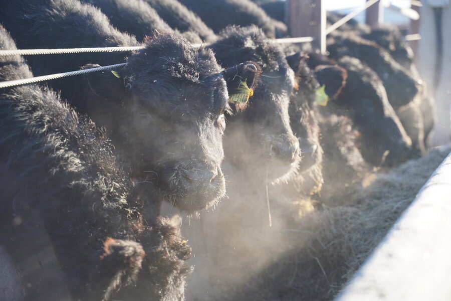 Читать по теме: Как KazBeef создал модель мясной индустрии