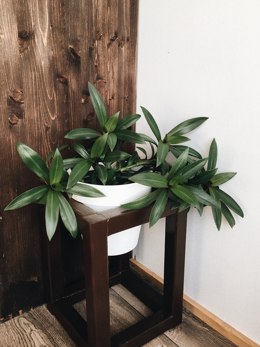 Таким малышом я купила этот цветок