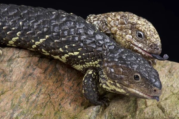 Фото: Shingleback lizard