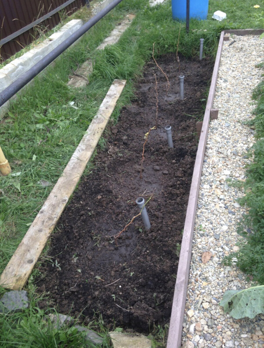 Вот так виноградник выглядел в далеком 2014 году