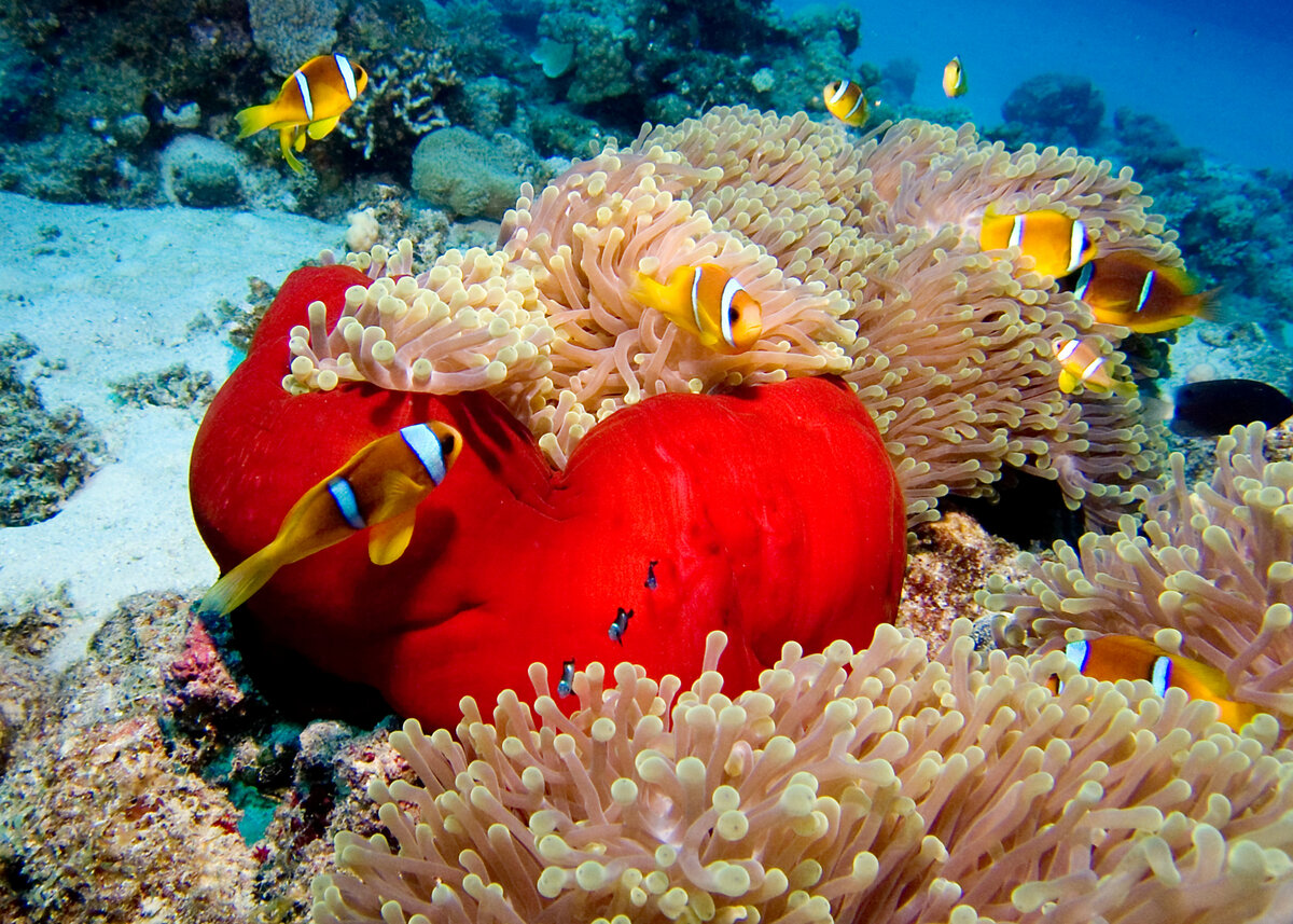 Фото: shutterstock