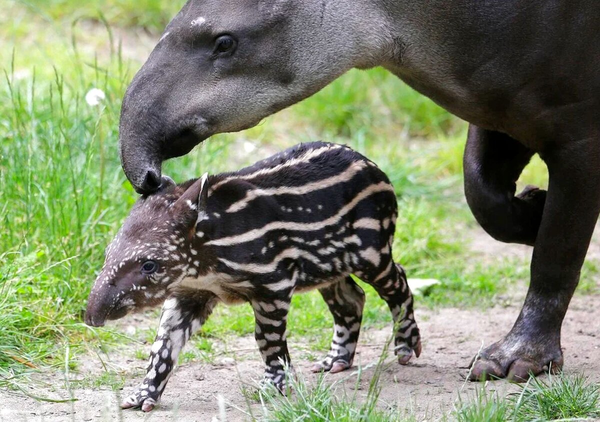 Носорог рептилия. Непарнокопытные тапиры. Отряд непарнокопытные тапиры. Бразильский тапир. Равнинный тапир.