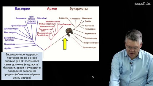 Дубынин В.А. - 100 часов школьной биологии - 2.7. Трансляция, генетический код