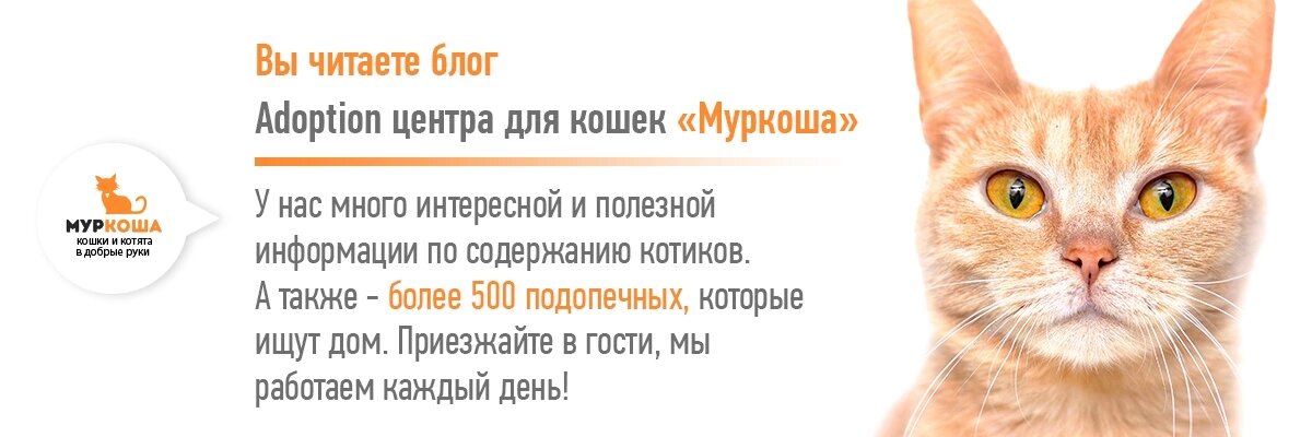 Наш приют – самый большой частный приют в Европе 