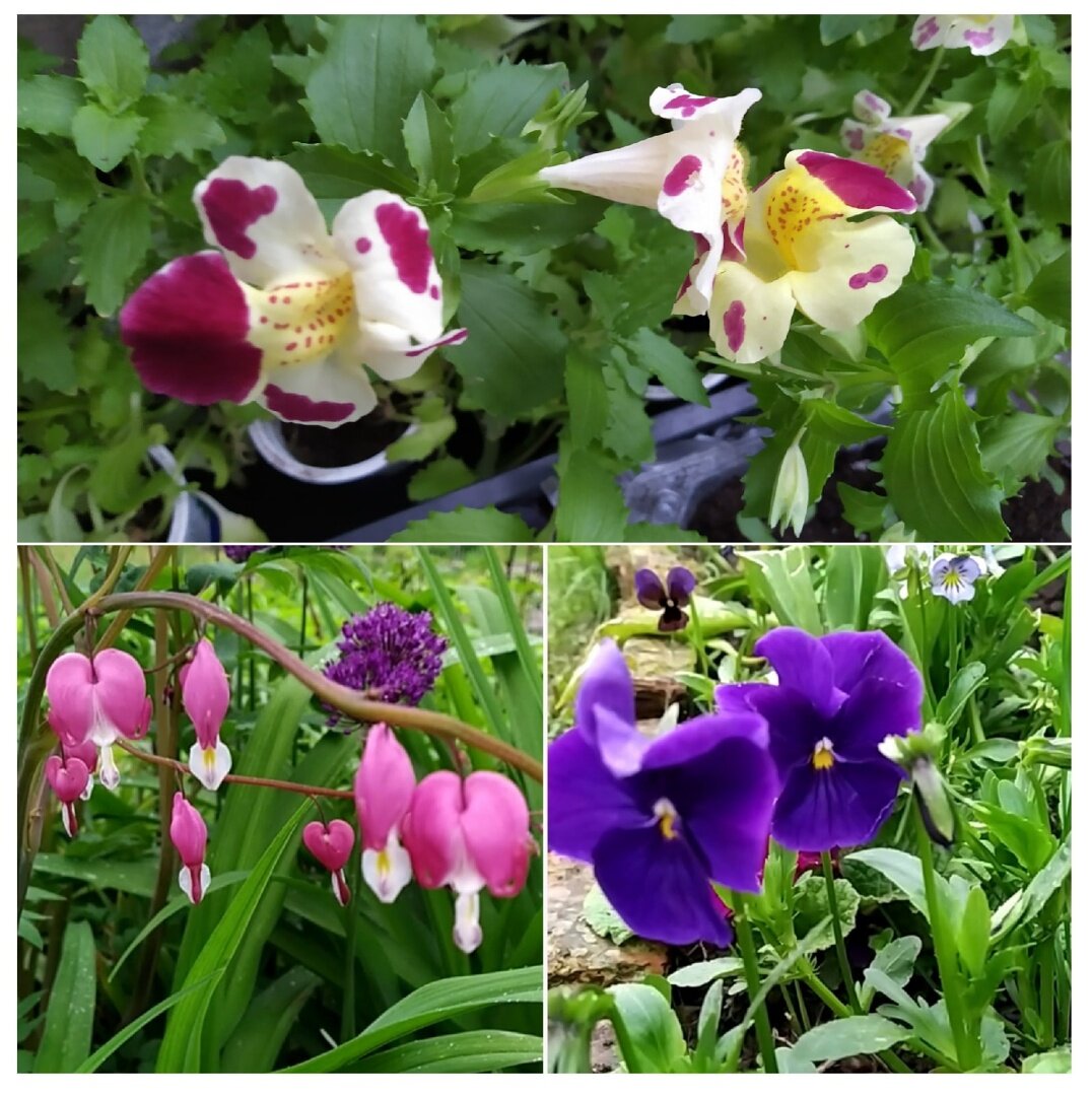 Лето 2022. Дачный сезон в разгаре. Цветение в июне 2022, регион 18 # Удмуртия