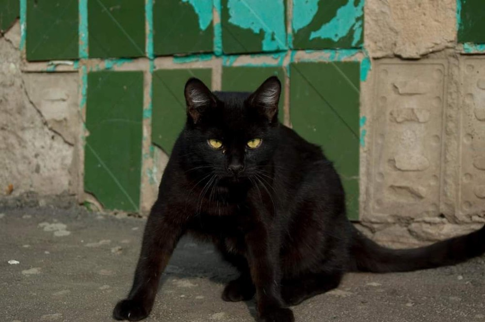 К чему снятся черные кошки | Тайная жизнь | Дзен