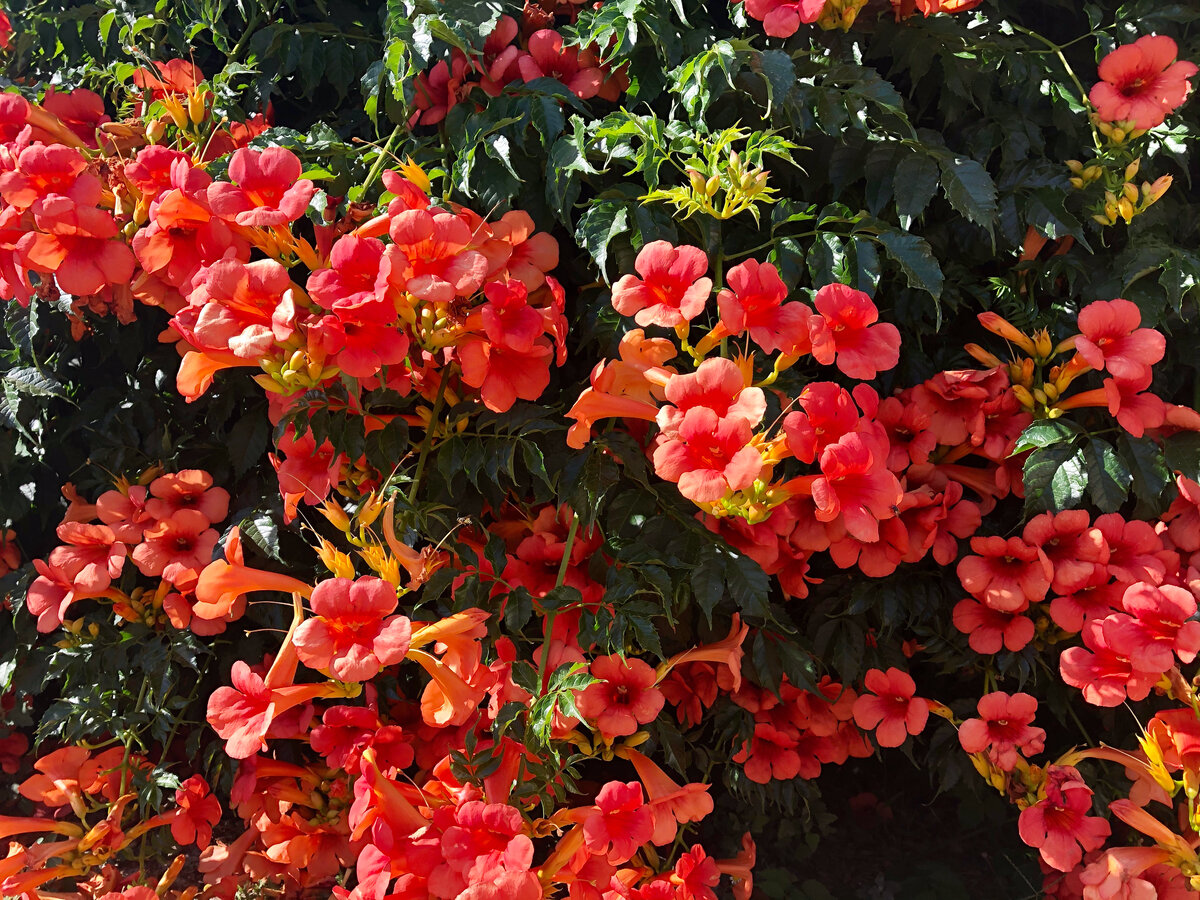 Лиана Китайская труба