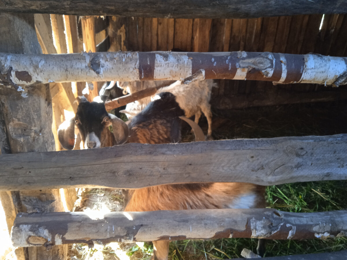 Мои козлы живут в отдельном загоне мужской компанией. 