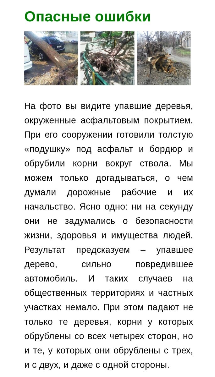 Любимое дерево на участке погибает? Симптомы и способы спасти ситуацию