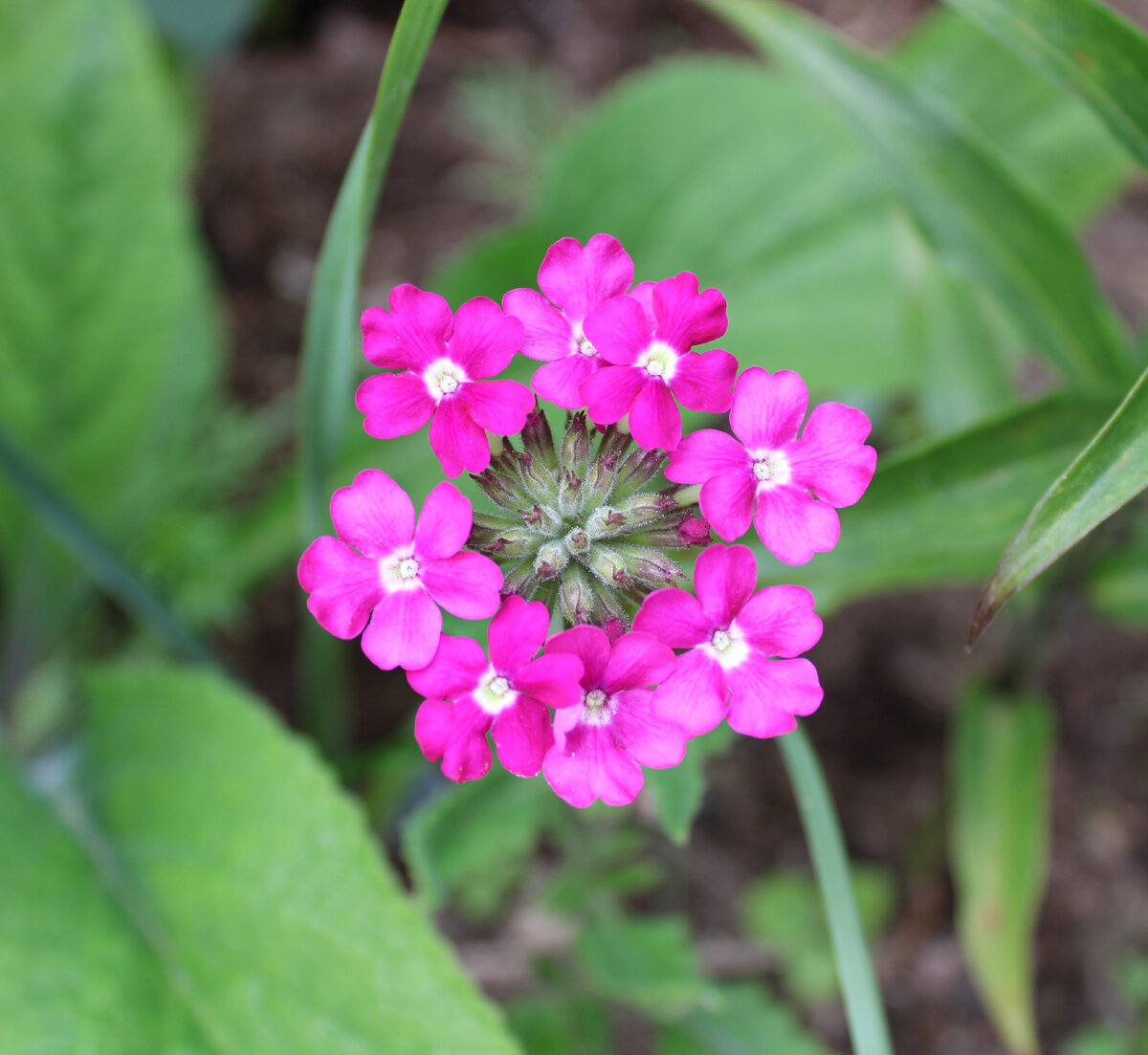 Verbena анис леденцы