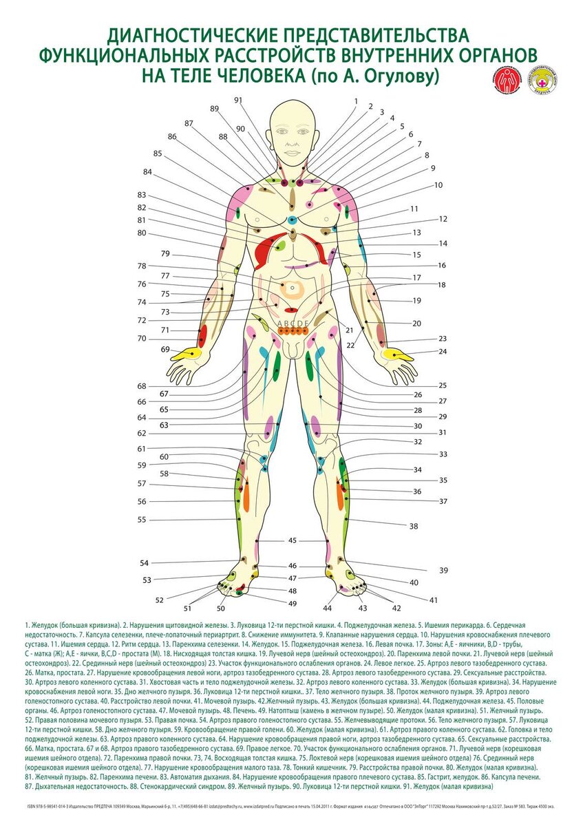 Схемы расположения органов и руководство по поиску лечебных точек