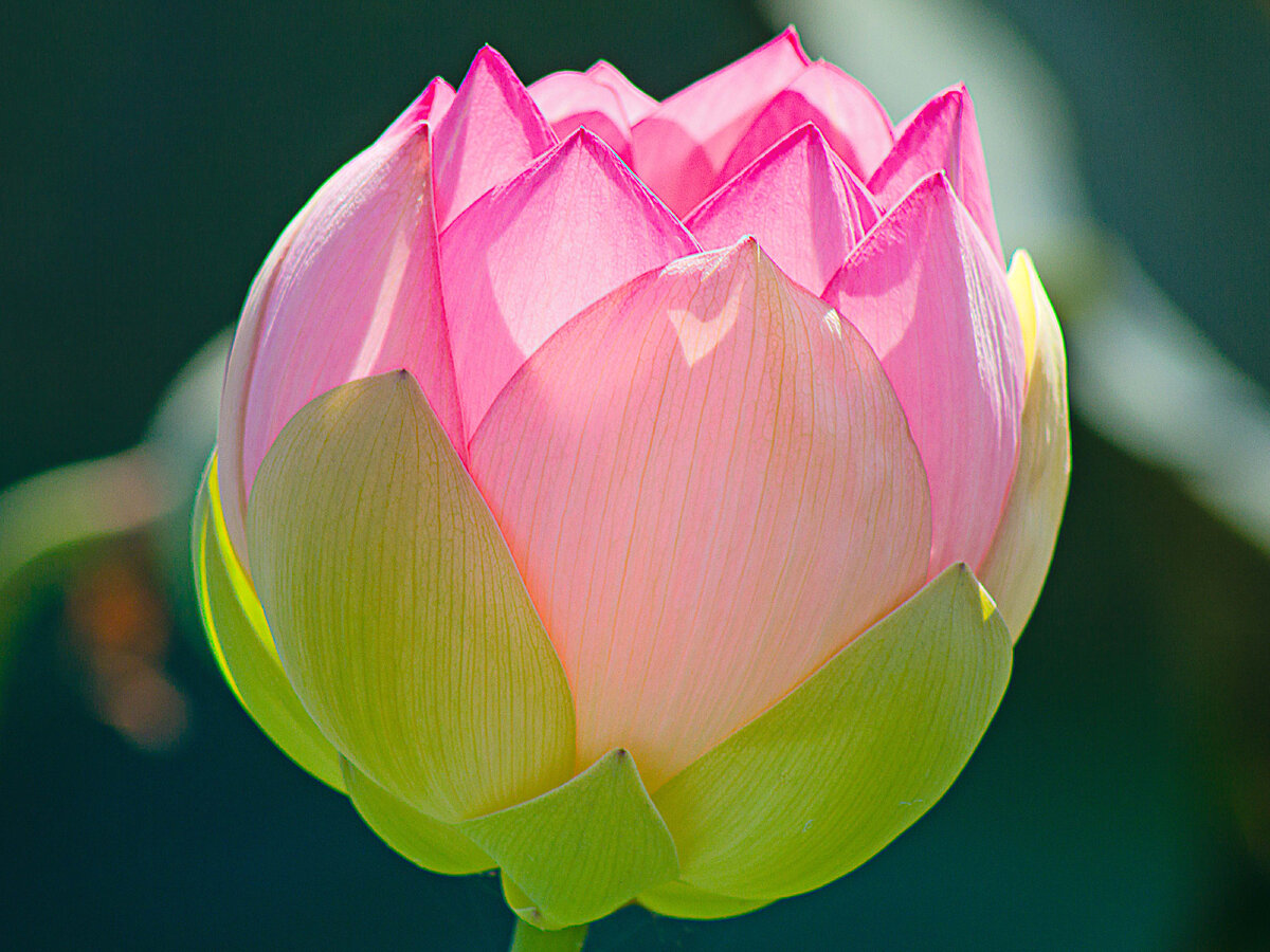 Прекрасный лотос 