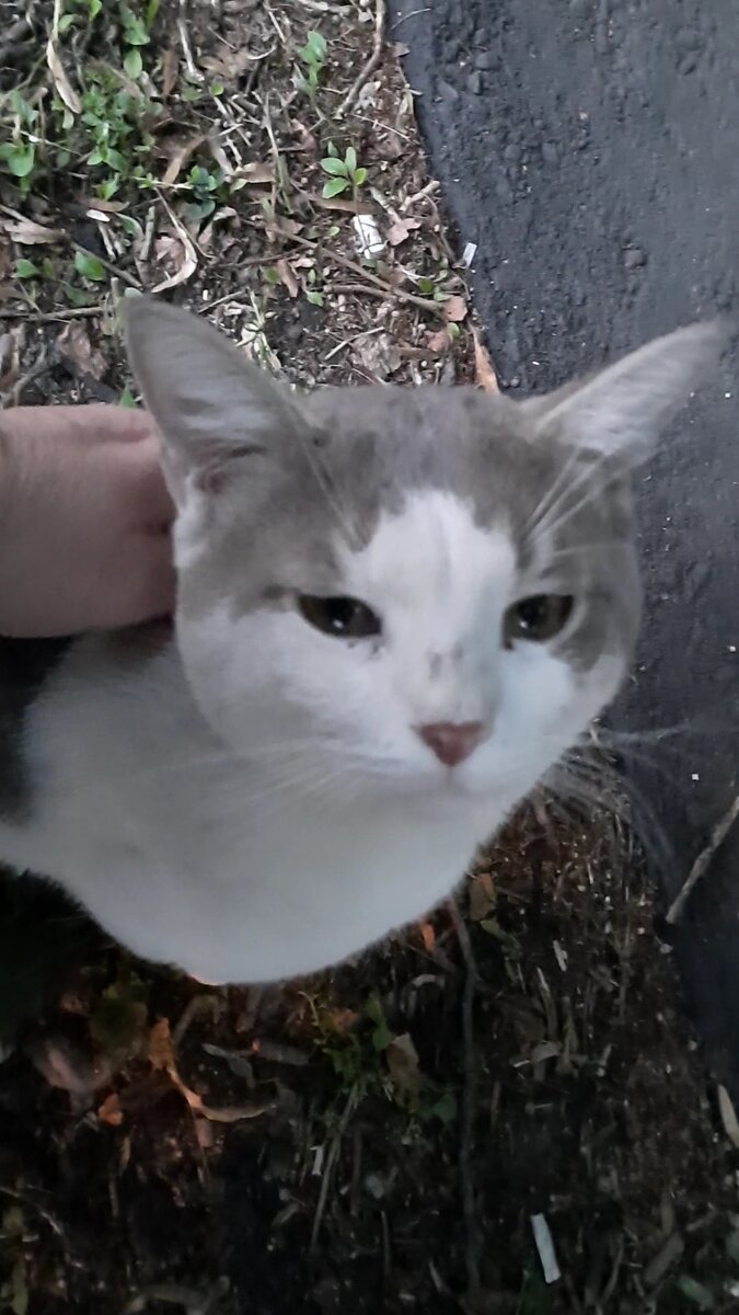 Стмпатяга🐈