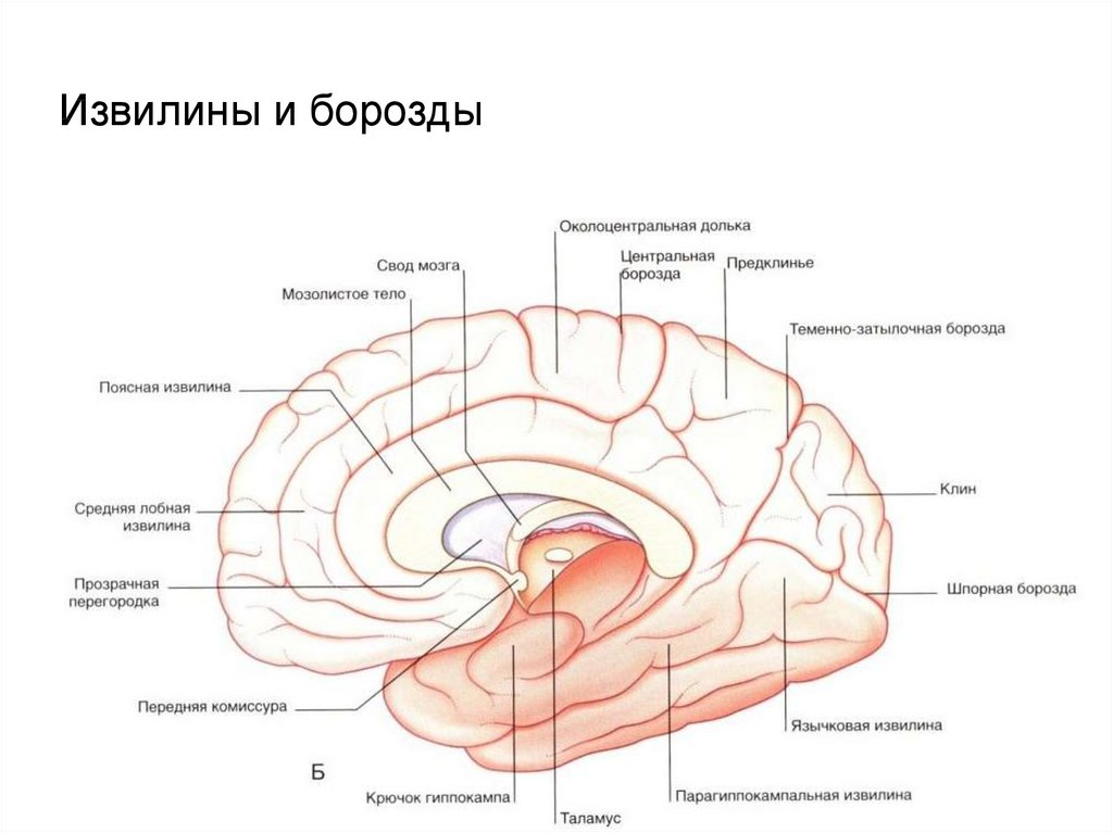 Клин шпорная борозда. Извилины гиппокампа анатомия. Зубчатая извилина гиппокампа.