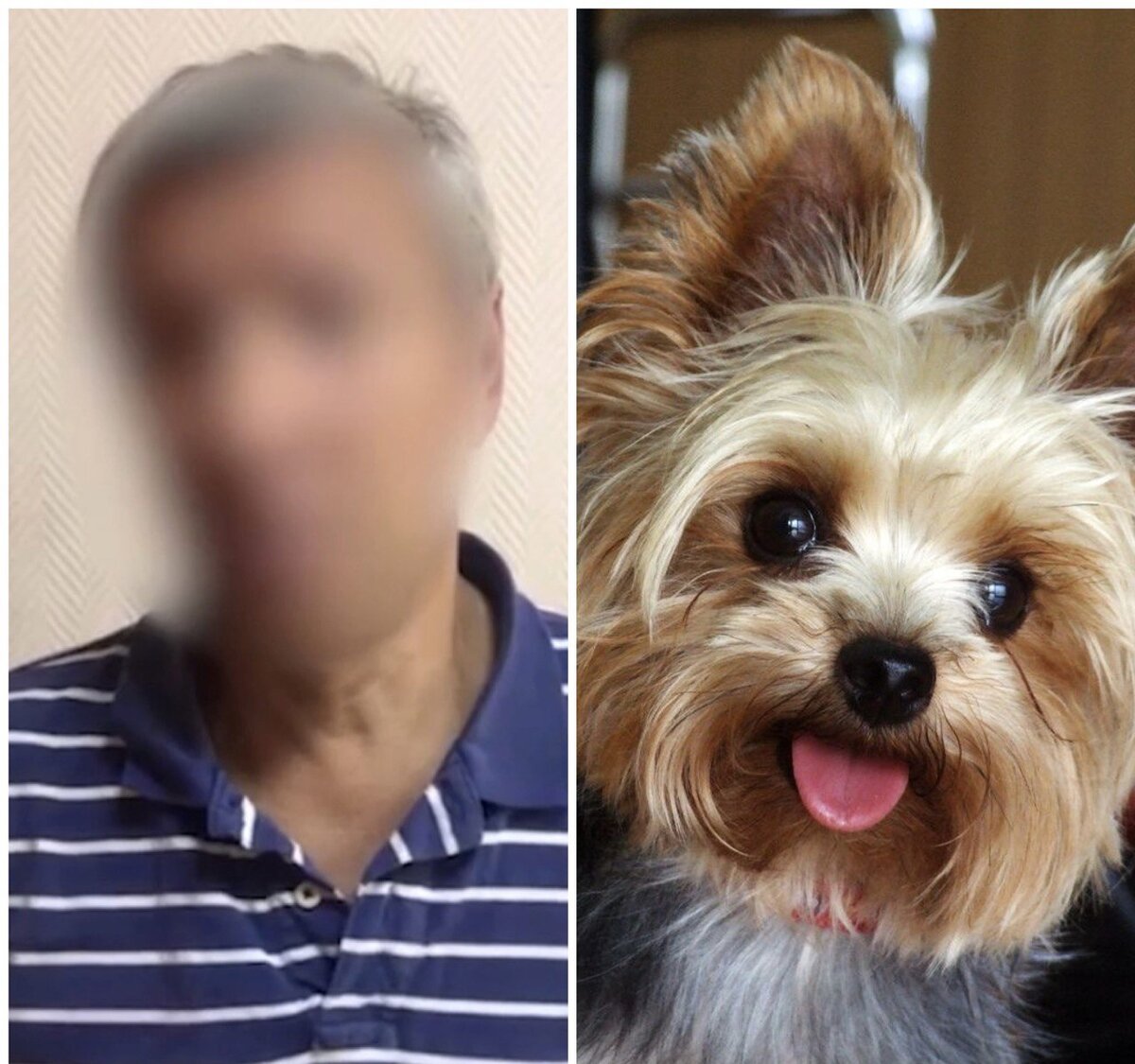 Пьяный красноярец, который жестоко обошёлся с собакой, рассказал, по какой причине он это сделал. Вы будете удивлены его оправданию 