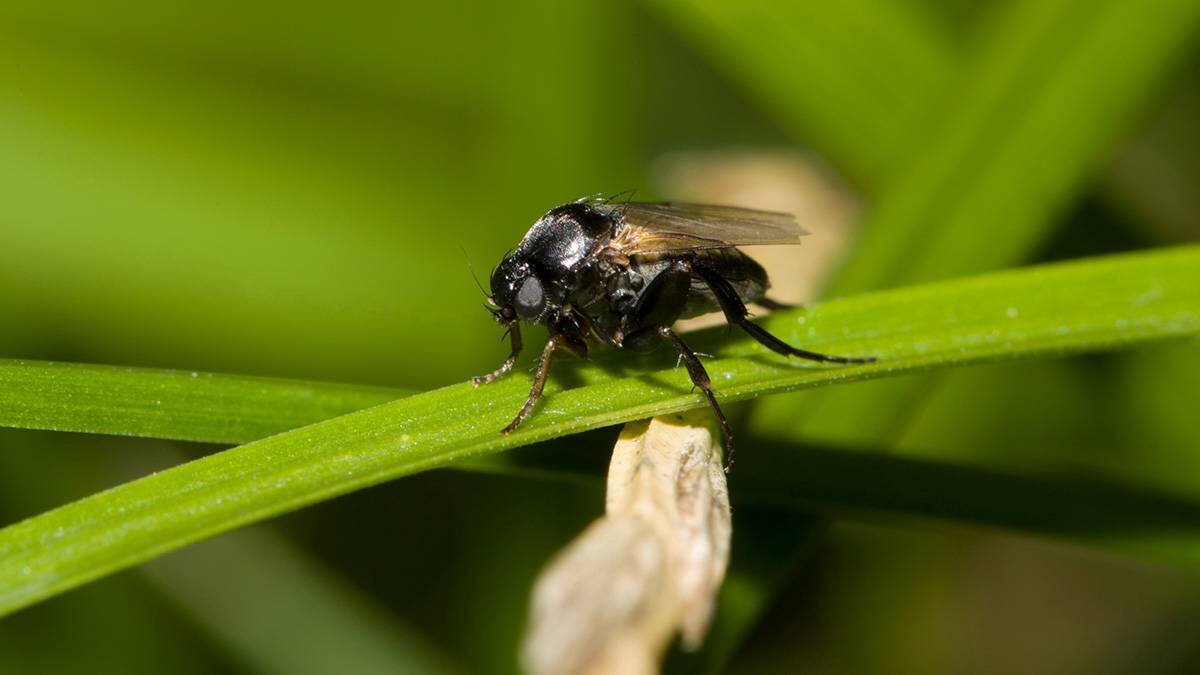 личинки бананового паука. дрозофила личинка фрукт. экспорт бананов. муха горбатка в бананах. муха горбатка в бананах.