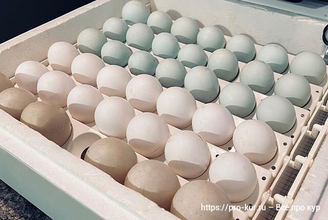Инкубация куриных яиц: режимы инкубации, таблица температуры
