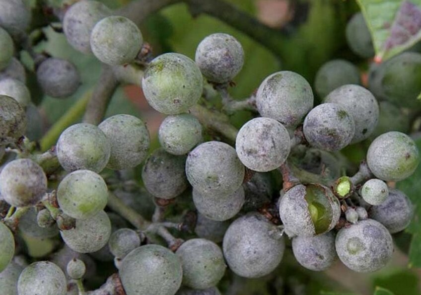 Серый налет на винограде