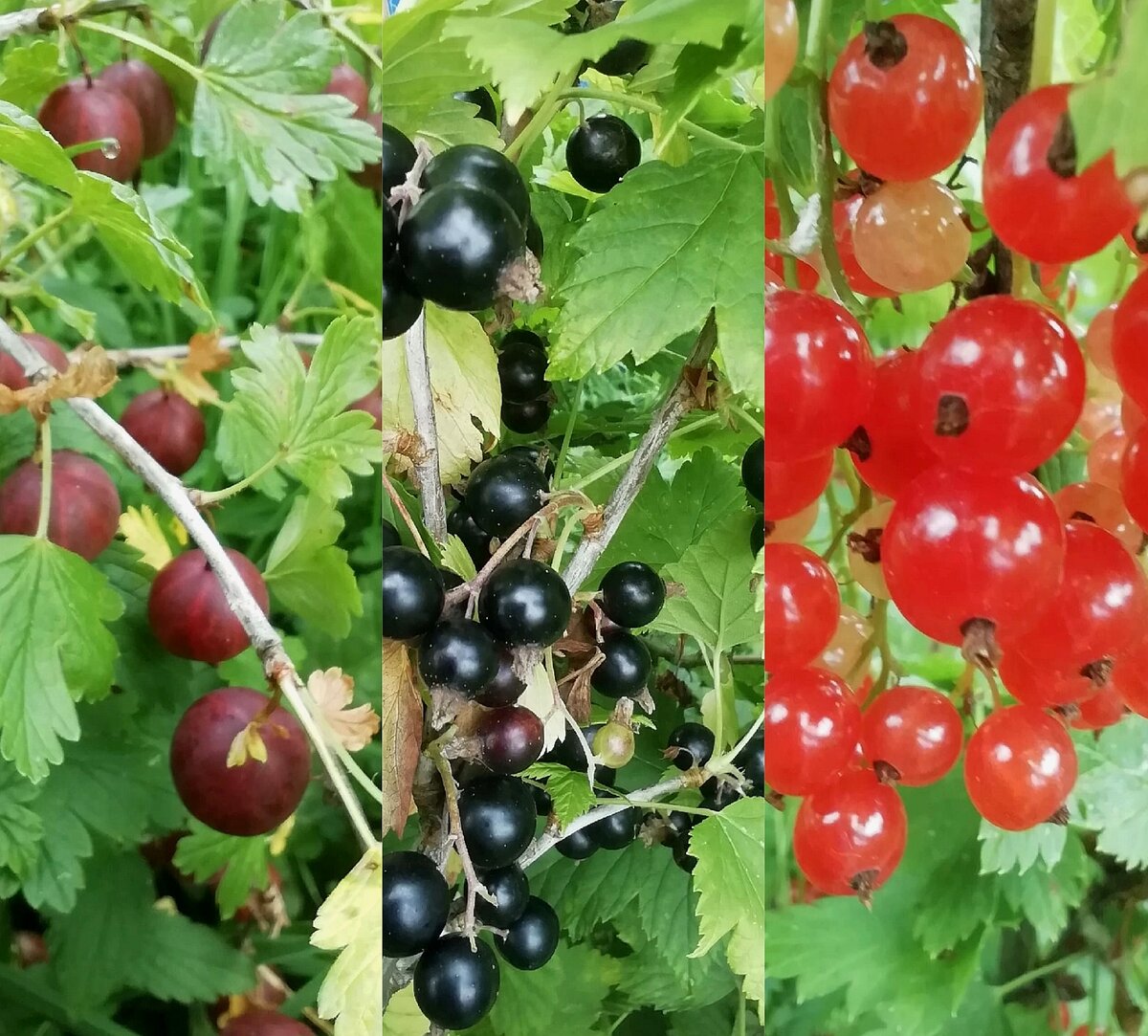 Все фото - автора. Август, сентябрь 2022 