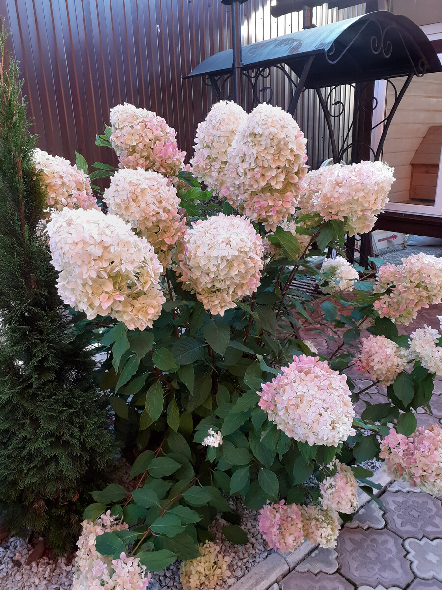 Хорошая обрезка - залог крупных соцветий