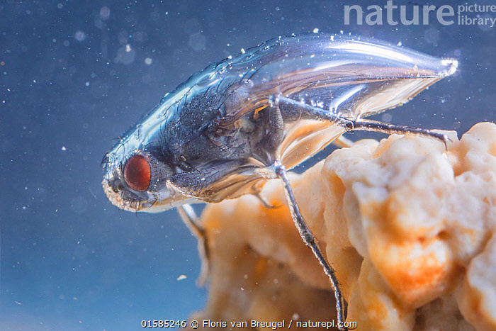 Ого, мистер, не подскажите, где купить такой же крутой костюм из платины? 