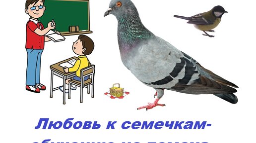 Любовь к семечкам - обучению не помеха