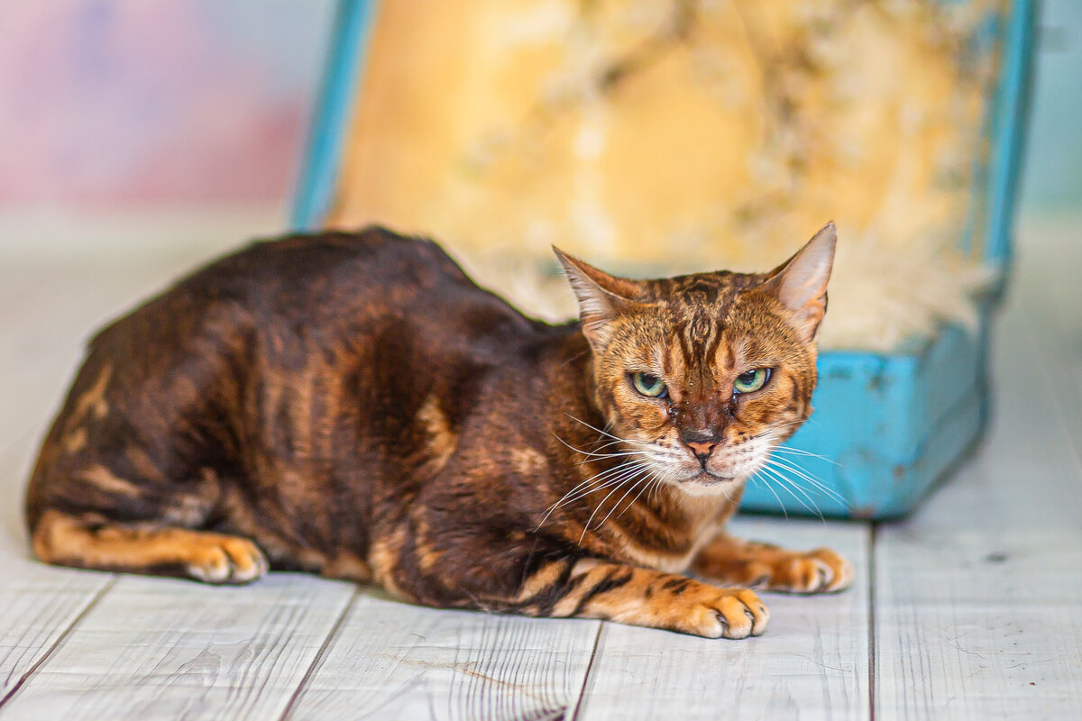 Кошка Тайга, предположительно бенгальской породы. Грациозная как тигрица, но при этом ласковая, любопытная, активная и любит поговорить, человекоориентированая кошечка.-2