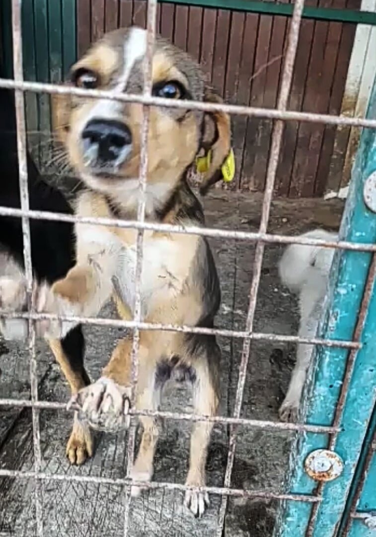 Максик. Отлов, там тяжко всем