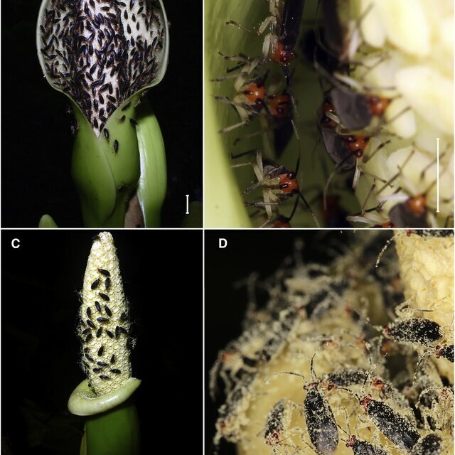    Кормящиеся на цветке Syngonium hastiferum клопы неминуемо съедят часть пыльцы, однако унесут с собой намного больше / © 10.1016/j.cub.2022.09.013