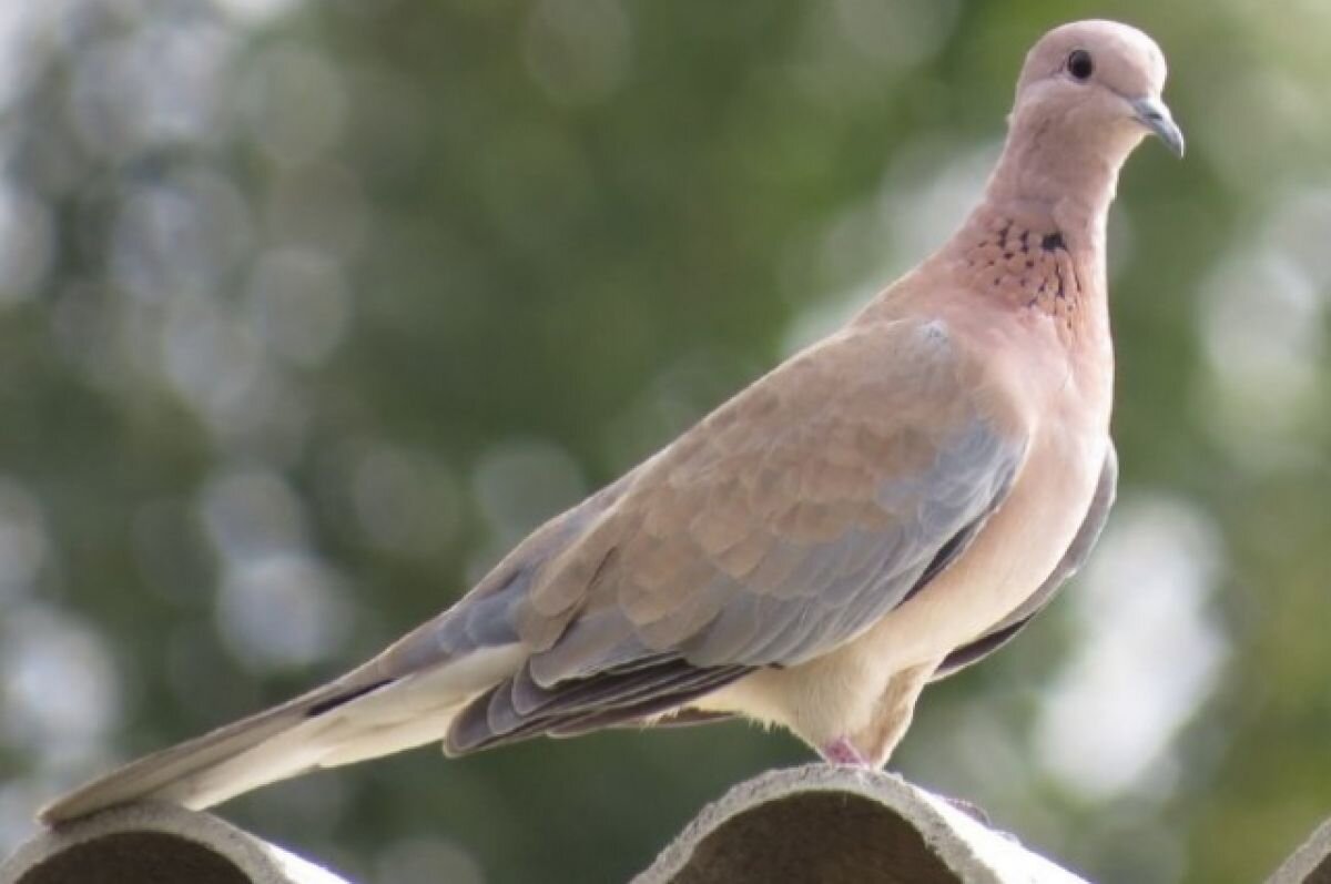    В Пензенском зоопарке поселилась птица, которая кормит птенцов молоком