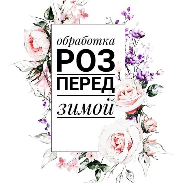 Надо ли розы обрабатывать перед зимним укрытием?