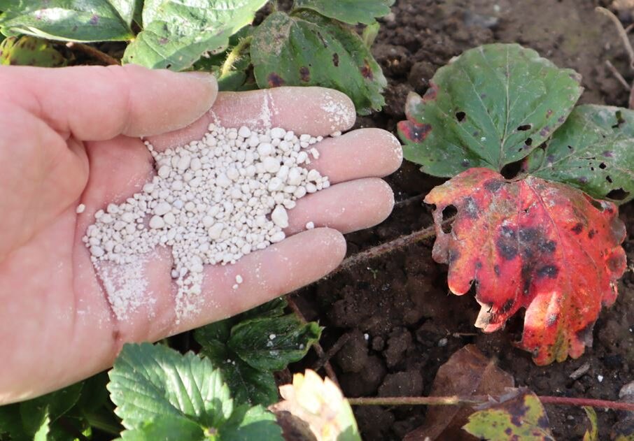 Раскислитель для клубники.