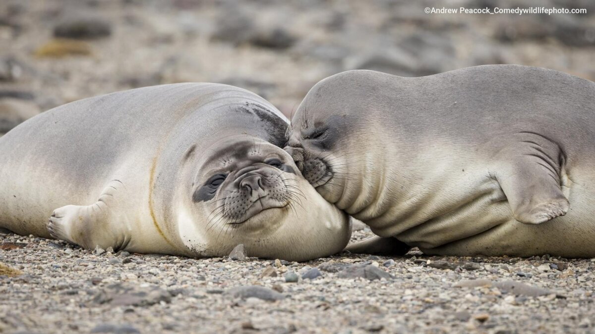 © Andrew Peacock.
Финалист Comedy Wildlife Photography Awards’2022