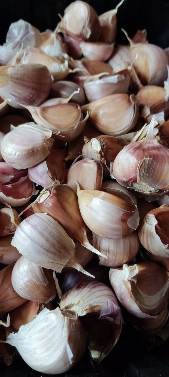 Не всегда чеснок получается крупным. 