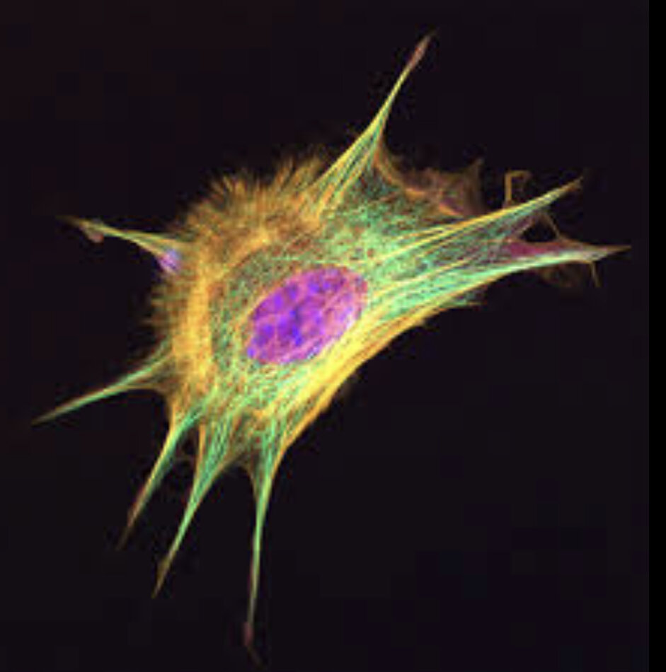 Самая древняя клетка. Астроциты. Астроглиоциты. Нервная ткань. Астроцит и Нейрон.