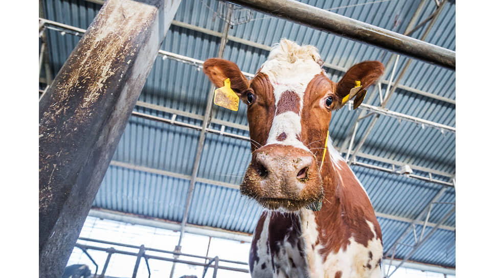    Фото: Олег Харсеев / Коммерсантъ
