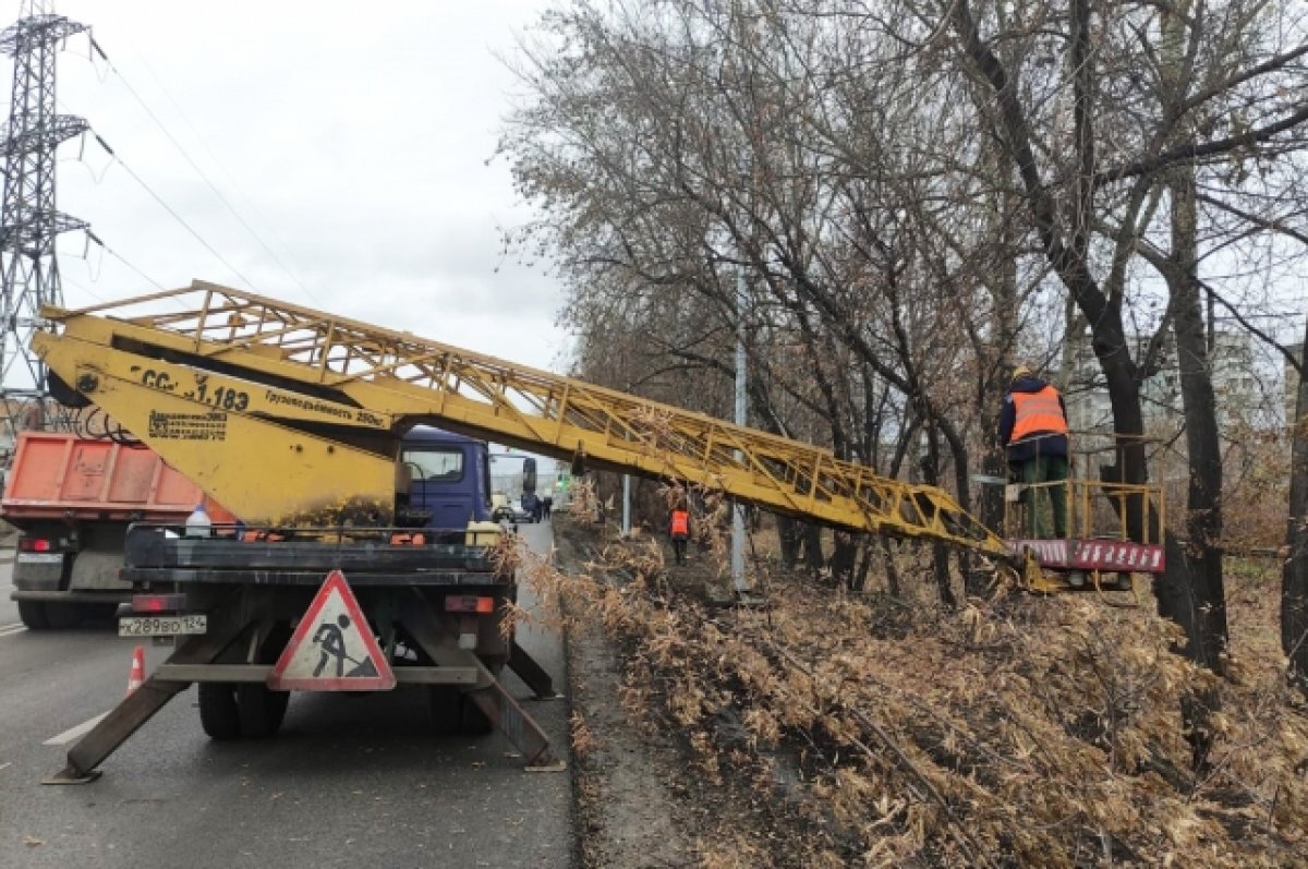    В этом году работы по обрезке деревьев начались позже обычного.