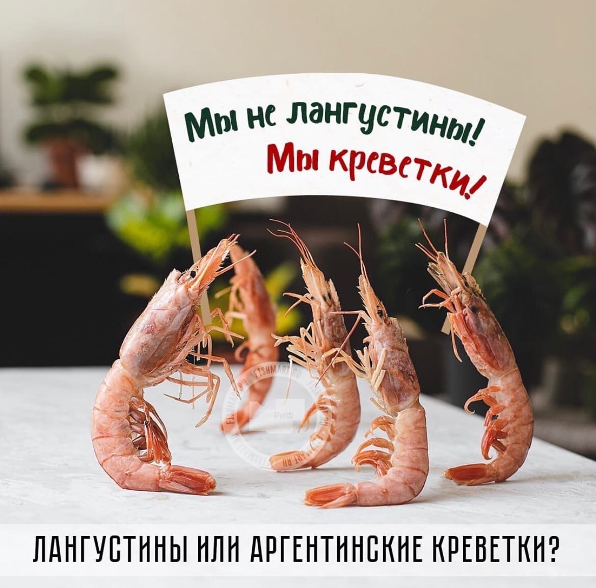 Отличие лангустинов от креветок